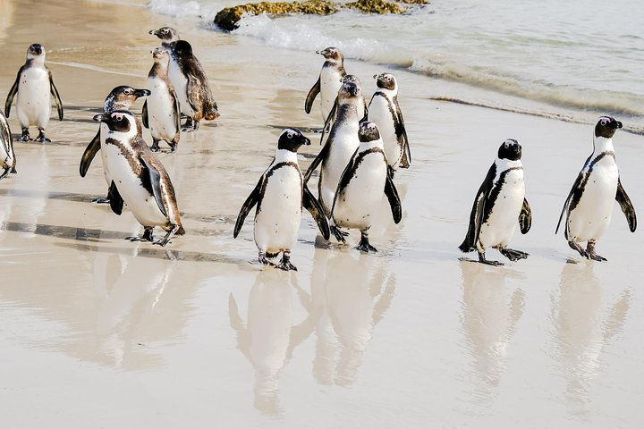 African Penguins at Boulders Beach - Cape Town Tour - Best of the Cape Peninsula!